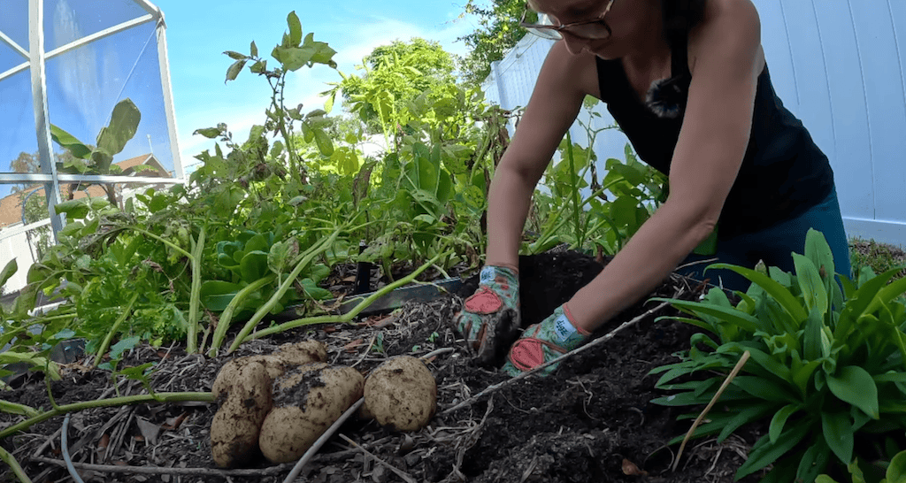 Harvesting White Potatoes